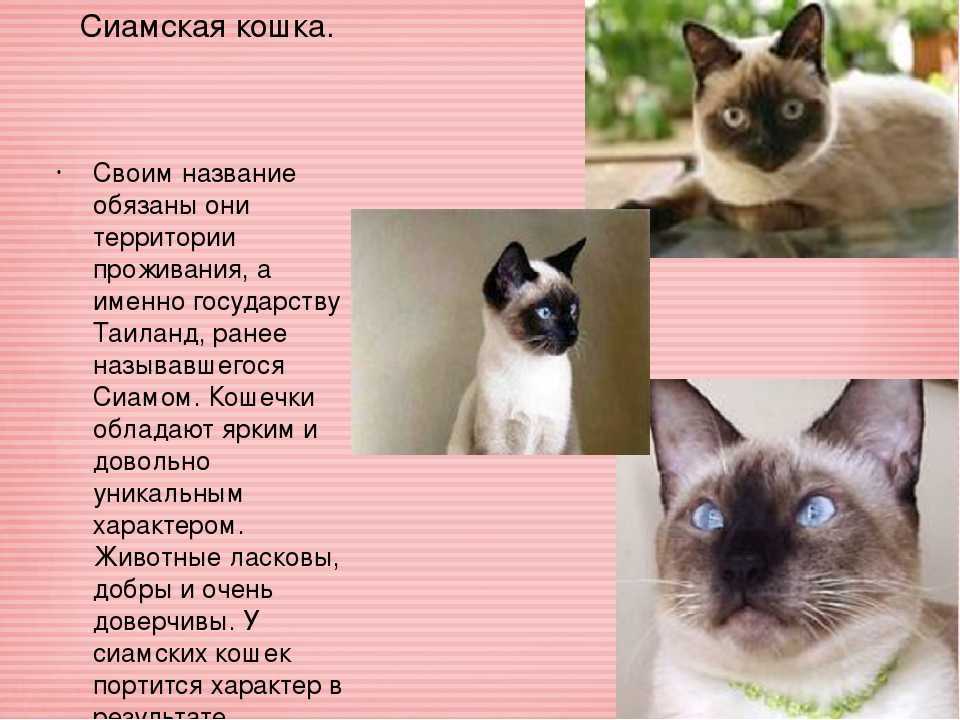 Содержание сиамской кошки | блог ветклиники "беланта"