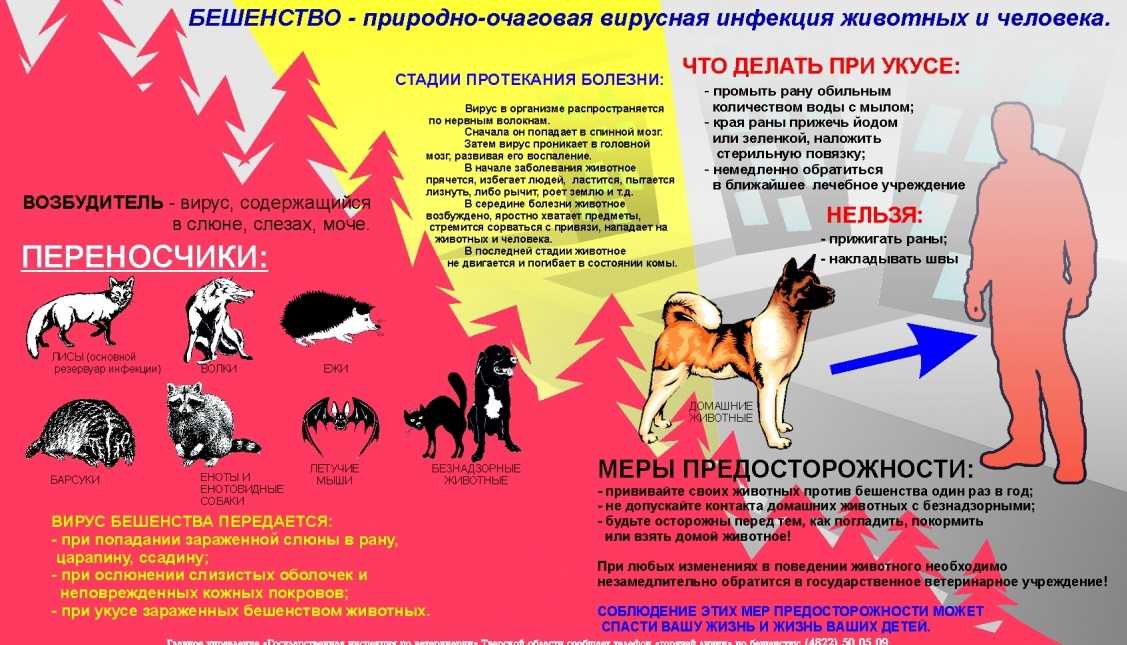 Парвовирус у щенков – симптомы, лечение, прогноз