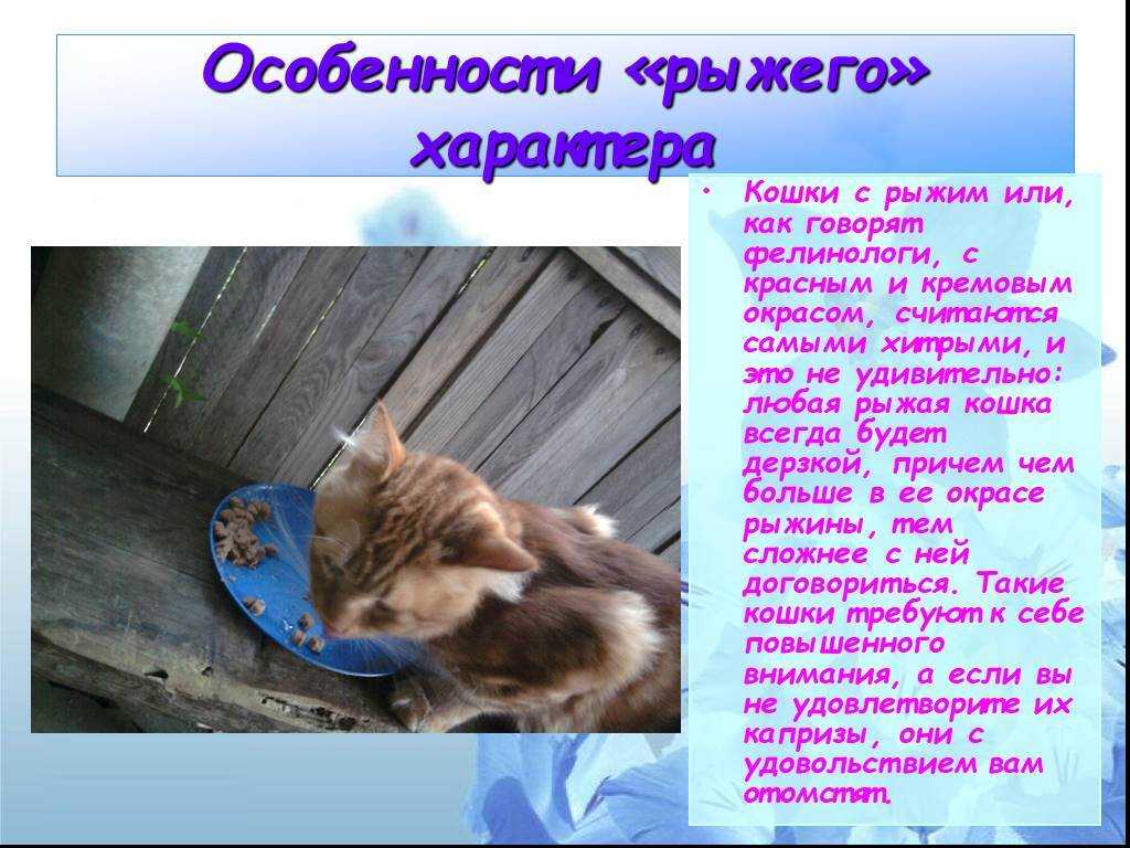 14)10 примет и поверий о рыжих котах- что они несут в дом…