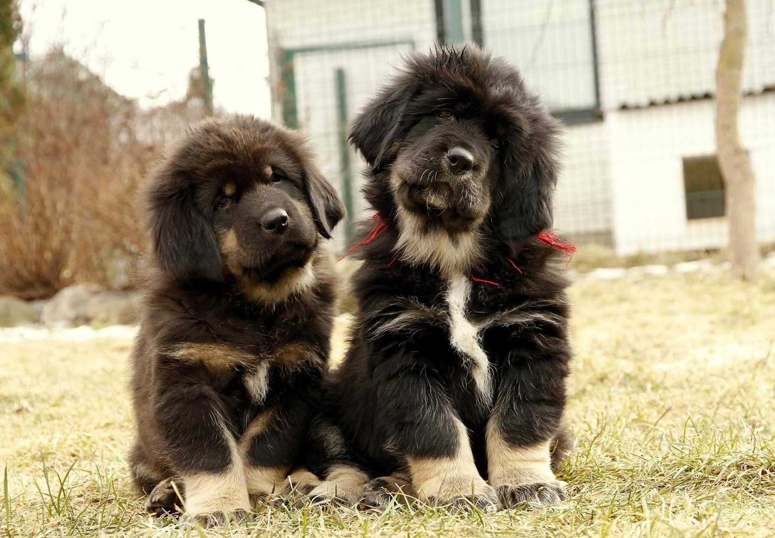 Тибетский мастиф
