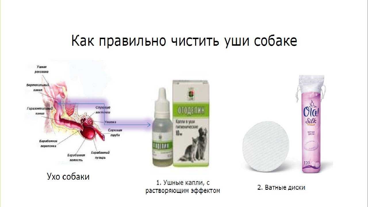 Чистить уши собаке - 145 фото как правильно и безопасно чистить уши собаке