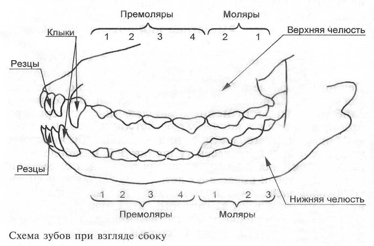 Почему у собаки выпадают зубы - верные друзья