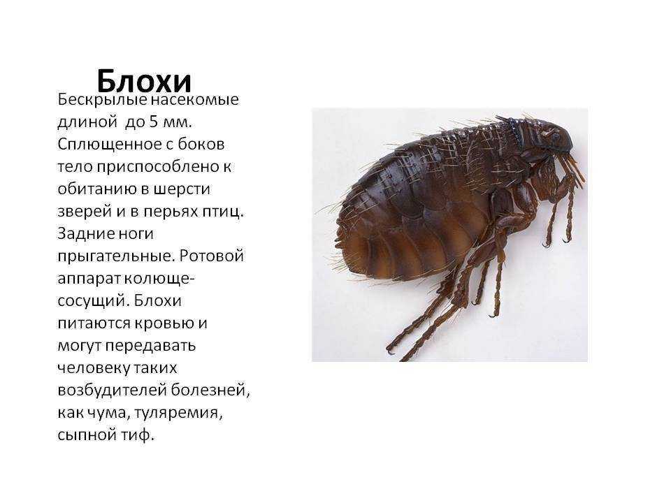 Сонник блохи на кошке  приснились, к чему снятся блохи на кошке во сне видеть?