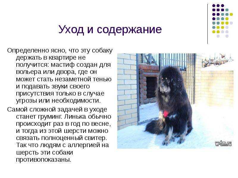 Мастиф