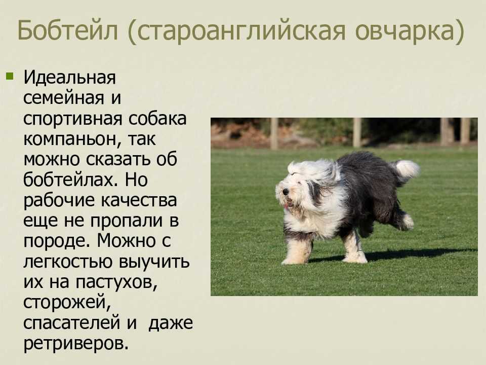 Бобтейл собака: уход и особенности содержания