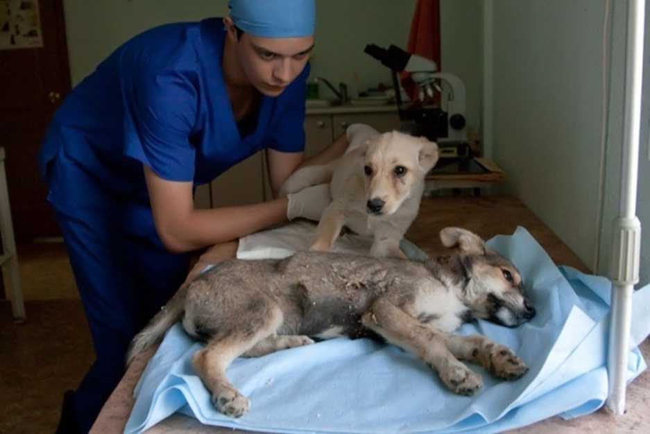 Энтерит у кошек