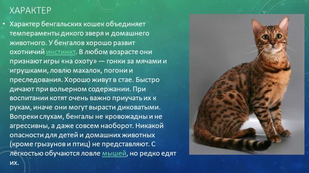 Бенгальская кошка: фото, описание, характер, содержание, отзывы