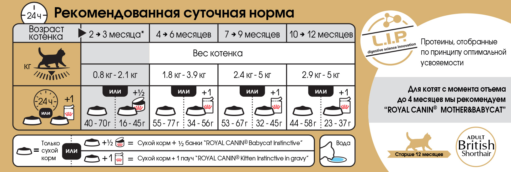Чем кормить котёнка британца – меню по возрастам | ваши питомцы