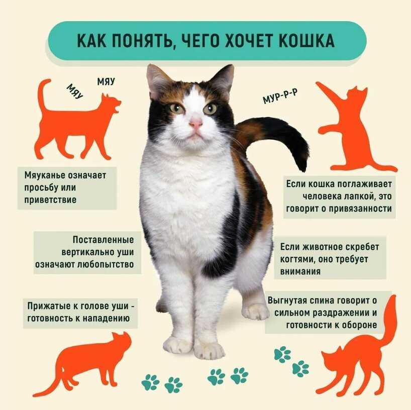 Язык тела кошек. как правильно понять, что хочет сказать питомец