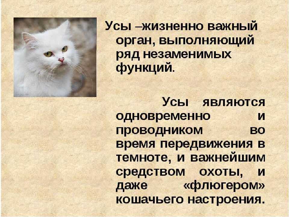 ᐉ зачем кошке усы? - ➡ motildazoo.ru