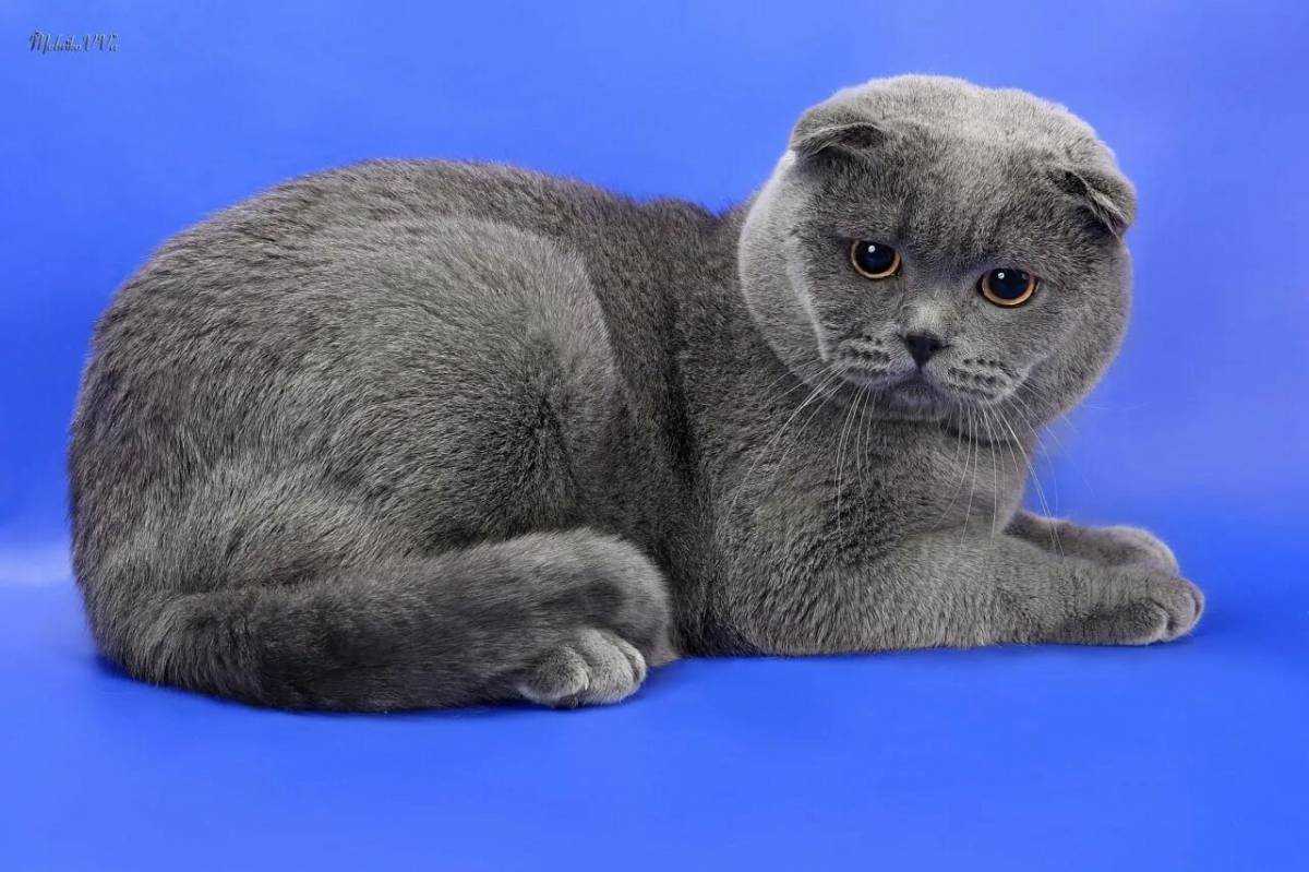 Чем отличается британский вислоухий кот от шотландского