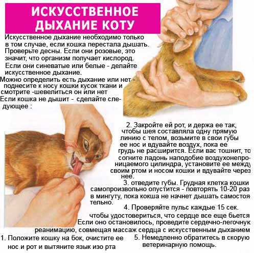 Почему кошка кашляет, как будто подавилась: причины, физиологические факторы, помощь и лечение