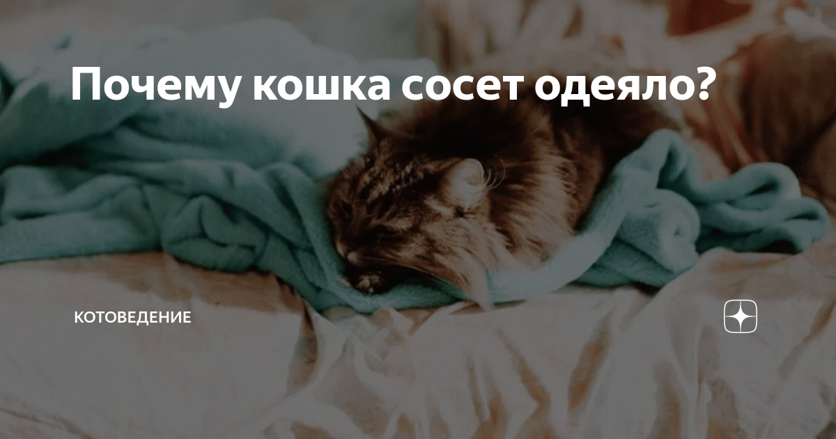 Если кот сосет одеяло ветеринары рекомендуют его обследовать Это может не просто быть плохой привычкой а симптомом тяжелого нарушения или дефицита внимания Если не устранить привычку исход может быть плачевным