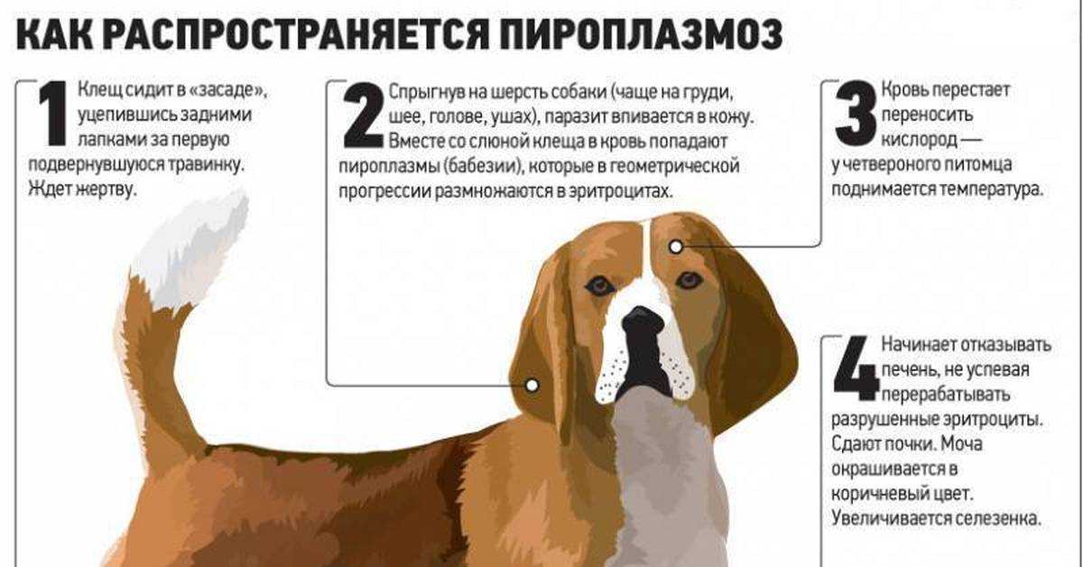 Укусы собак клещами — как уберечь питомца? — ботаничка