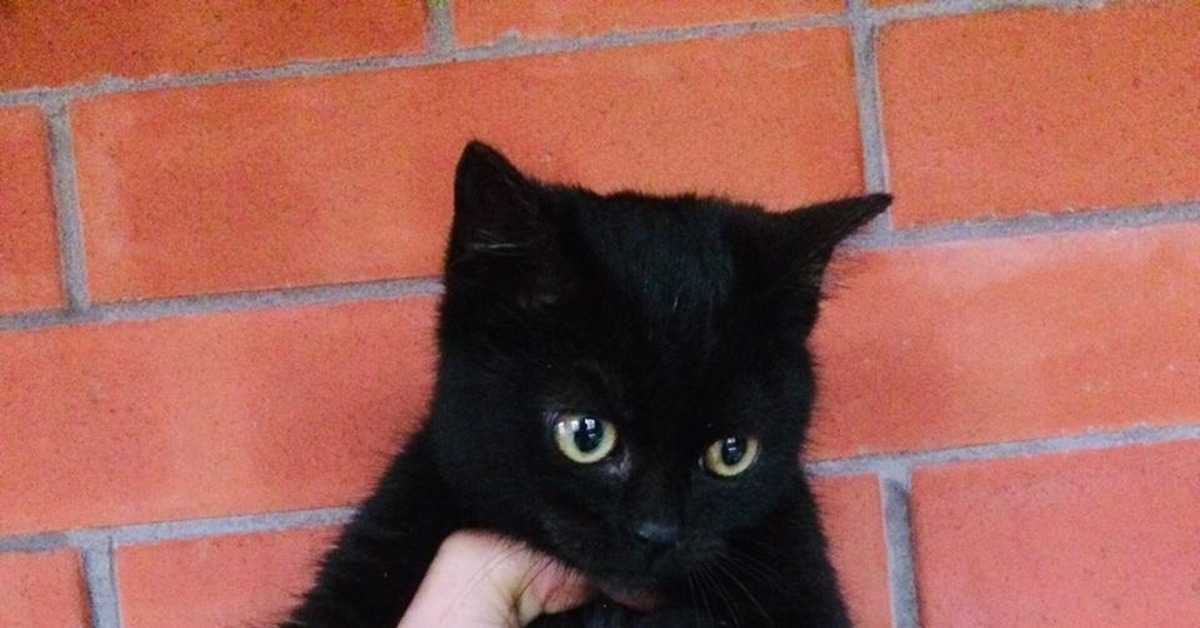 ᐉ как приручить дикого котенка? - ➡ motildazoo.ru