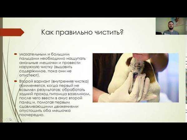 Воспаление параанальных желез у собак: симптомы и лечение