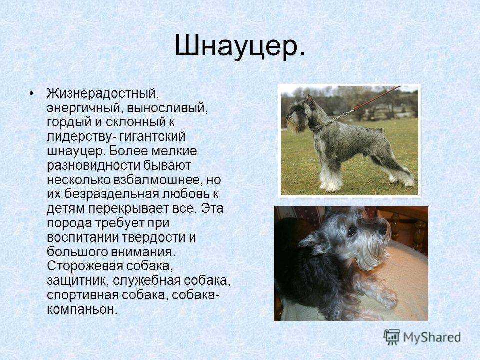 Описание породы цвергшнауцер: внешний вид, характер, особенности воспитания и ухода