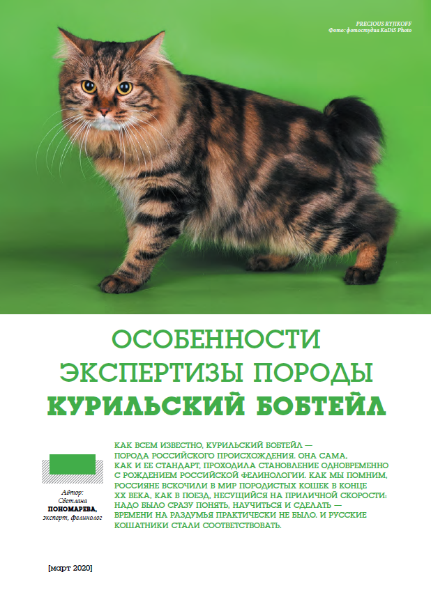 Кошка бобтейл - 77 фото особой, короткохвостой породы кошек