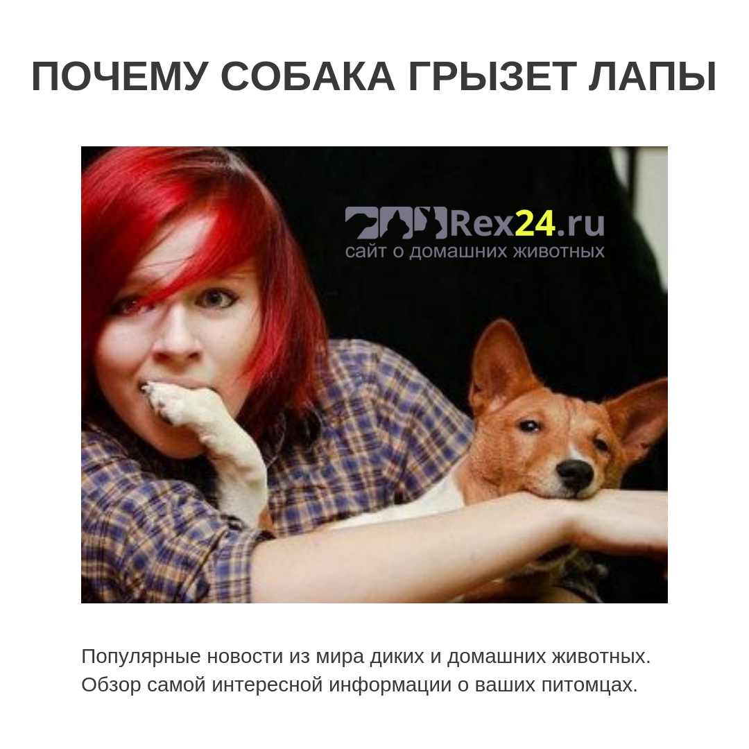 Почему собака лижет и кусает лапы: подробный ответ на вопрос