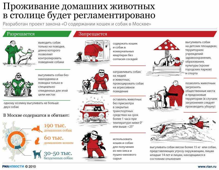 Запрет на самовыгул и никакого умерщвления: что изменит новый закон о животных и как теперь гулять с собаками и кошками - фонд защиты городских животных