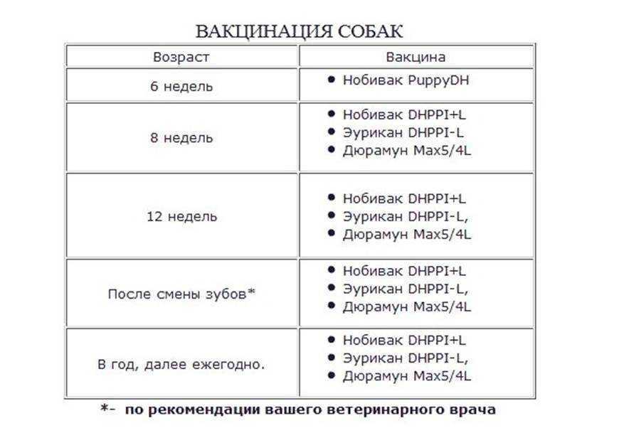 Первые прививки щенкам: как защитить малыша от опасных инфекций - kot-pes