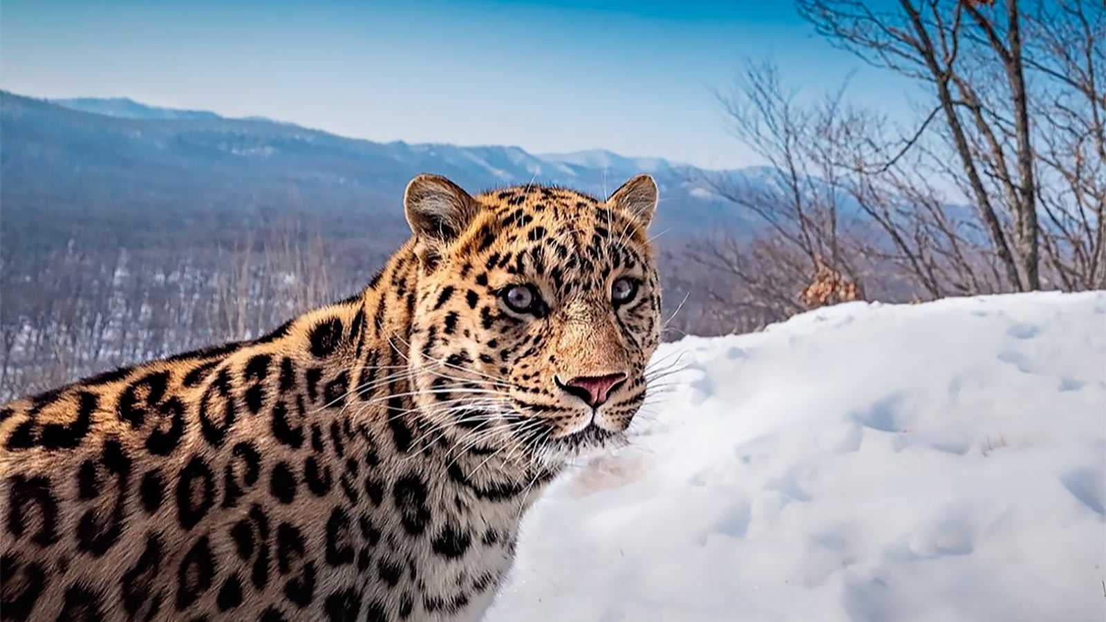 Леопарды