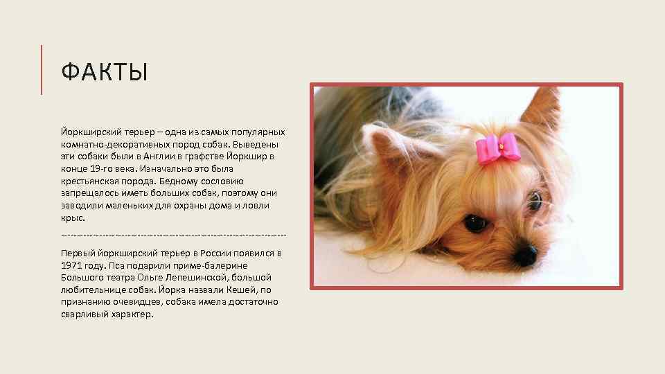 Йоркширский терьер: фото, описание, характер, содержание, отзывы