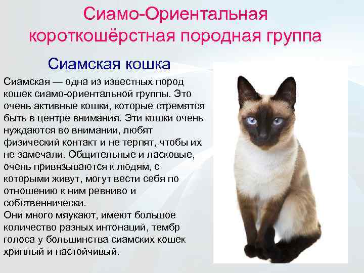 Сиамская кошка. все о породе и характере от эксперта по кошкам