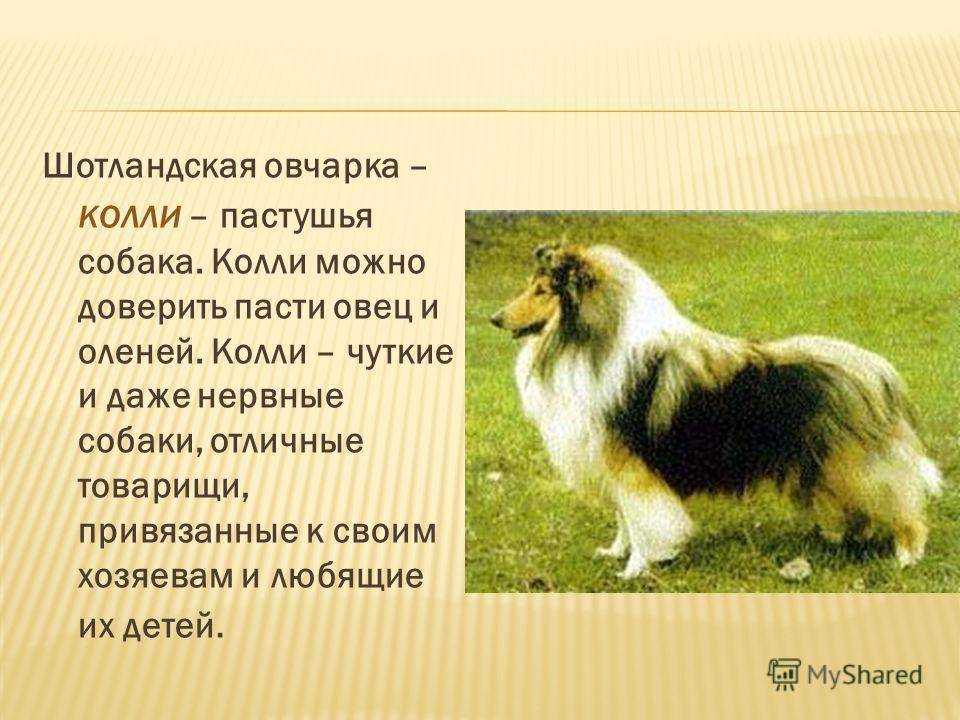 Характер колли: кого лучше взять суку или кобеля