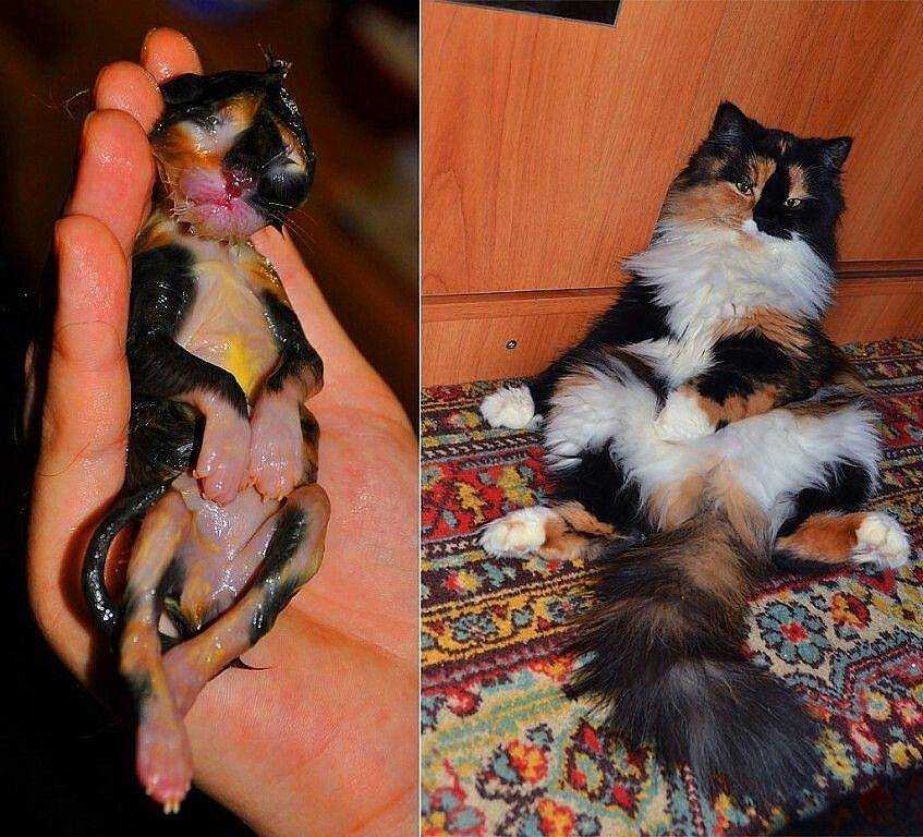 Куда можно пристроить котят бесплатно в добрые руки, приюты кошек