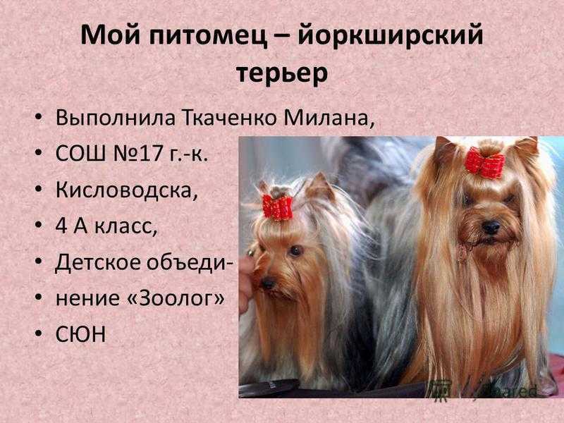 Собака йоркширский терьер (фото): маленький друг для вашей семьи