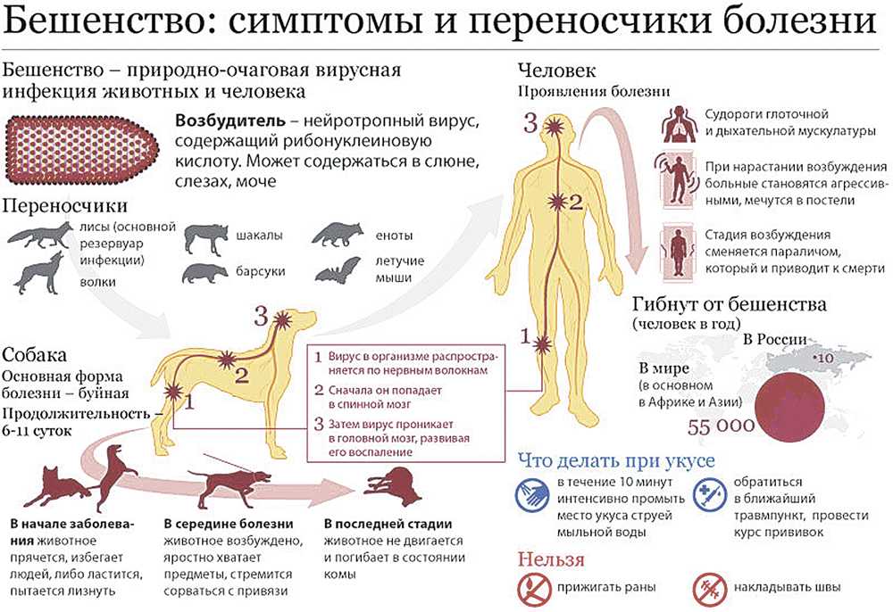 Бешенство собак - описание признаков, симптомов