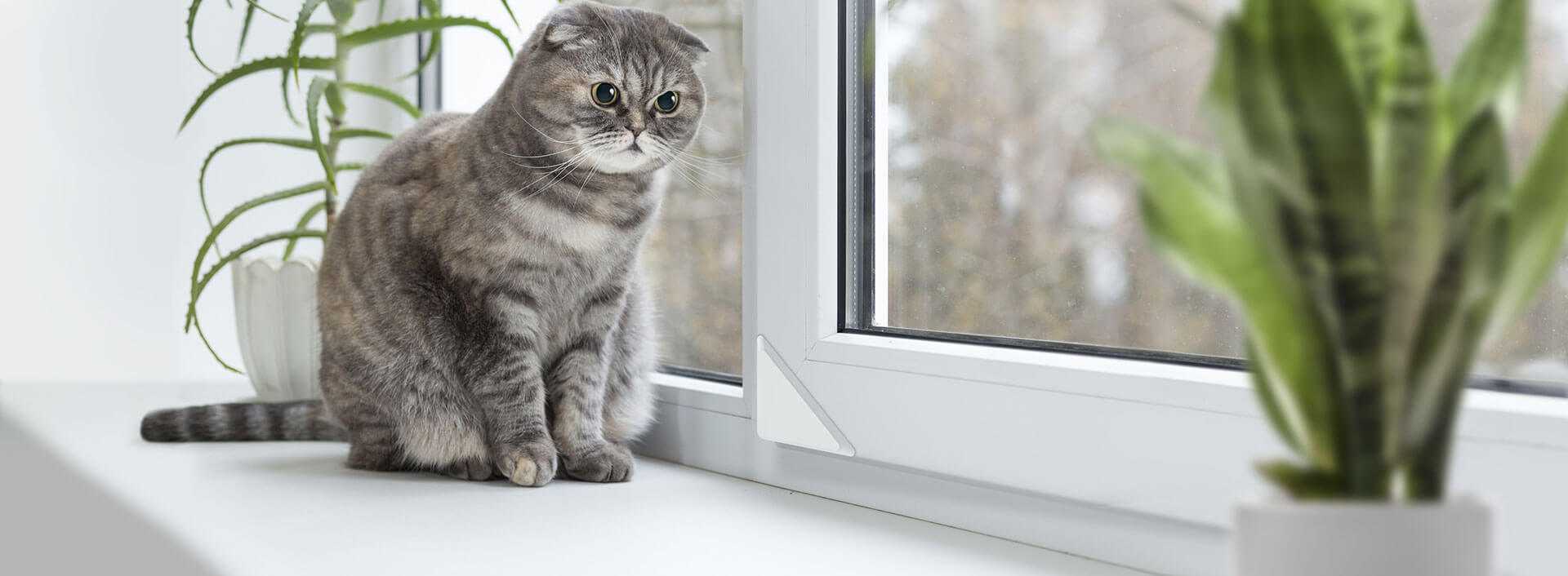 Примеры пород котов которые ловят крыс и мышей: варианты как определить охотника