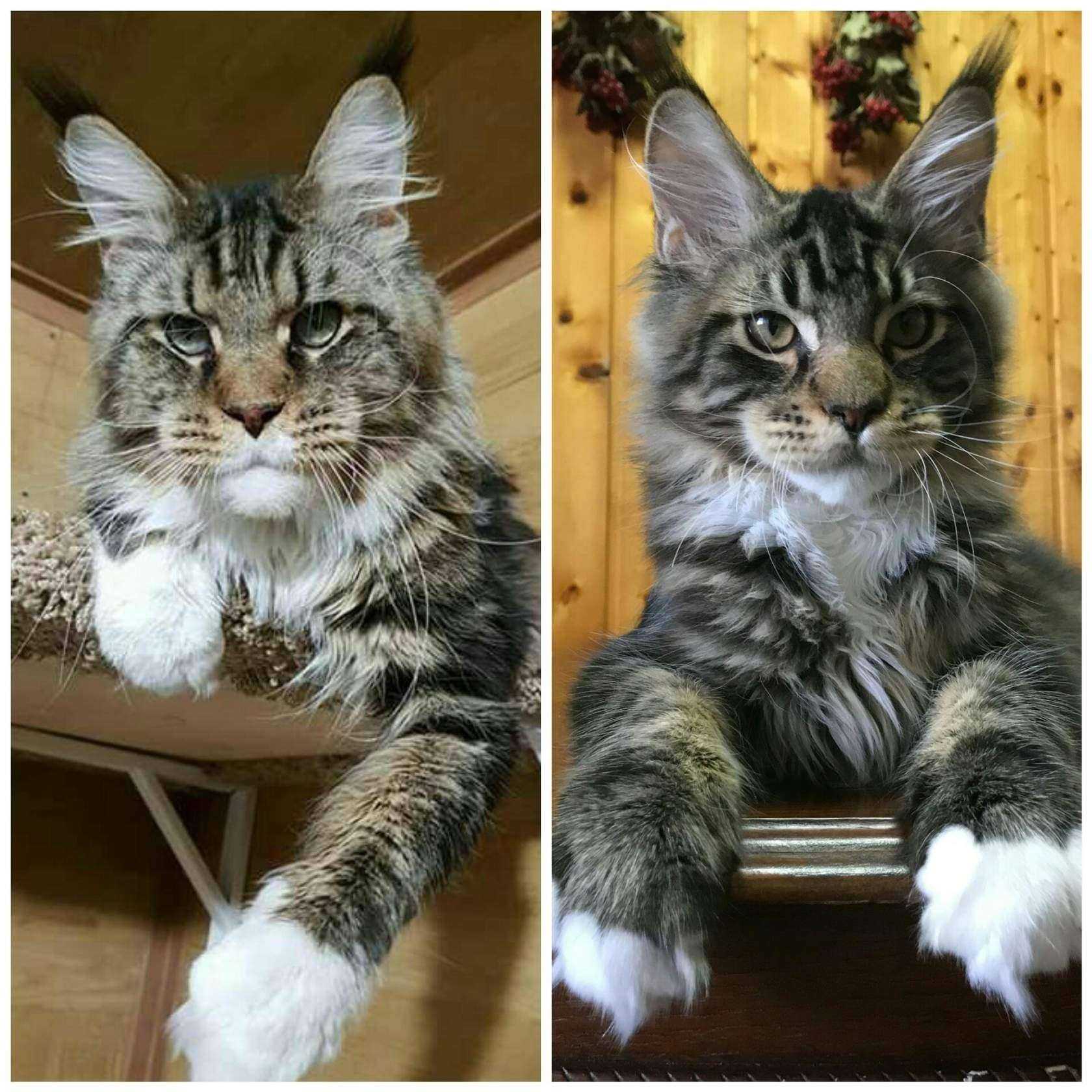 Мейн-кун: вес взрослого кота и котенка, размеры по станадрту_ | wwwcat.ru