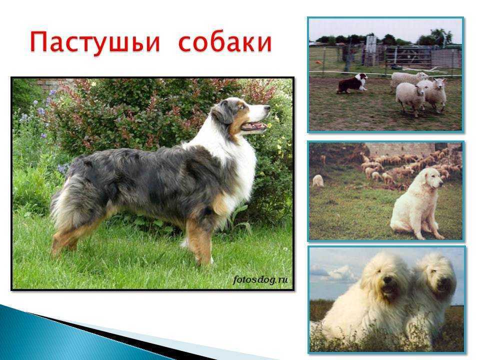Пастушьи породы собак: фото, список с названиями и описанием