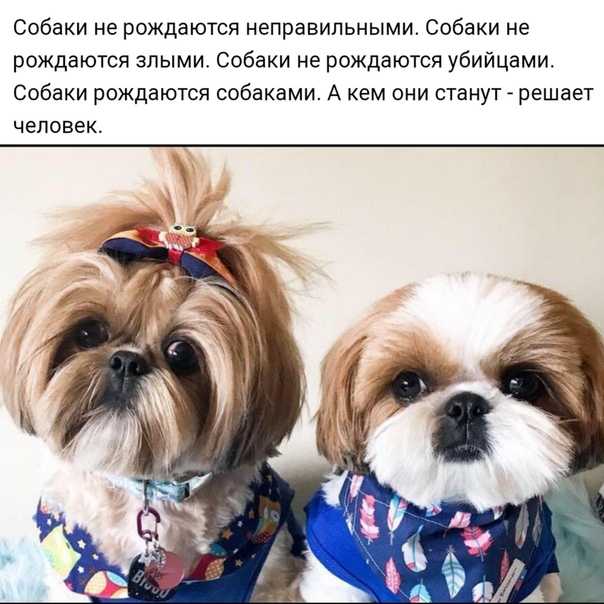 Ши-тцу: фото, характер, уход и содержание, питание, болезни породы