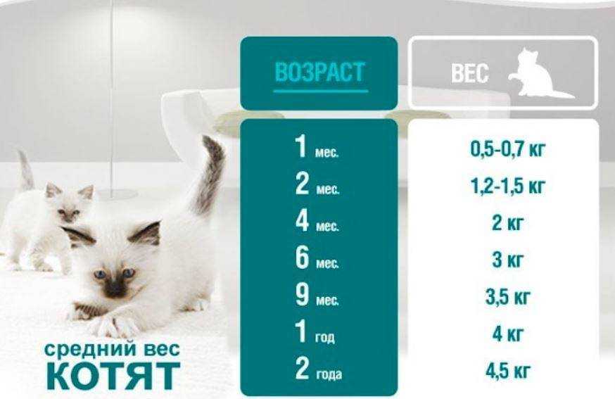 Сколько должна весить кошка?