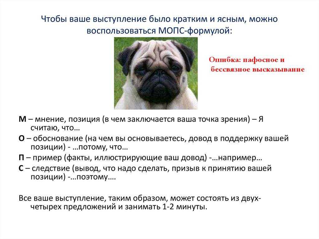 Стоит ли заводить мопса: плюсы и минусы породы
