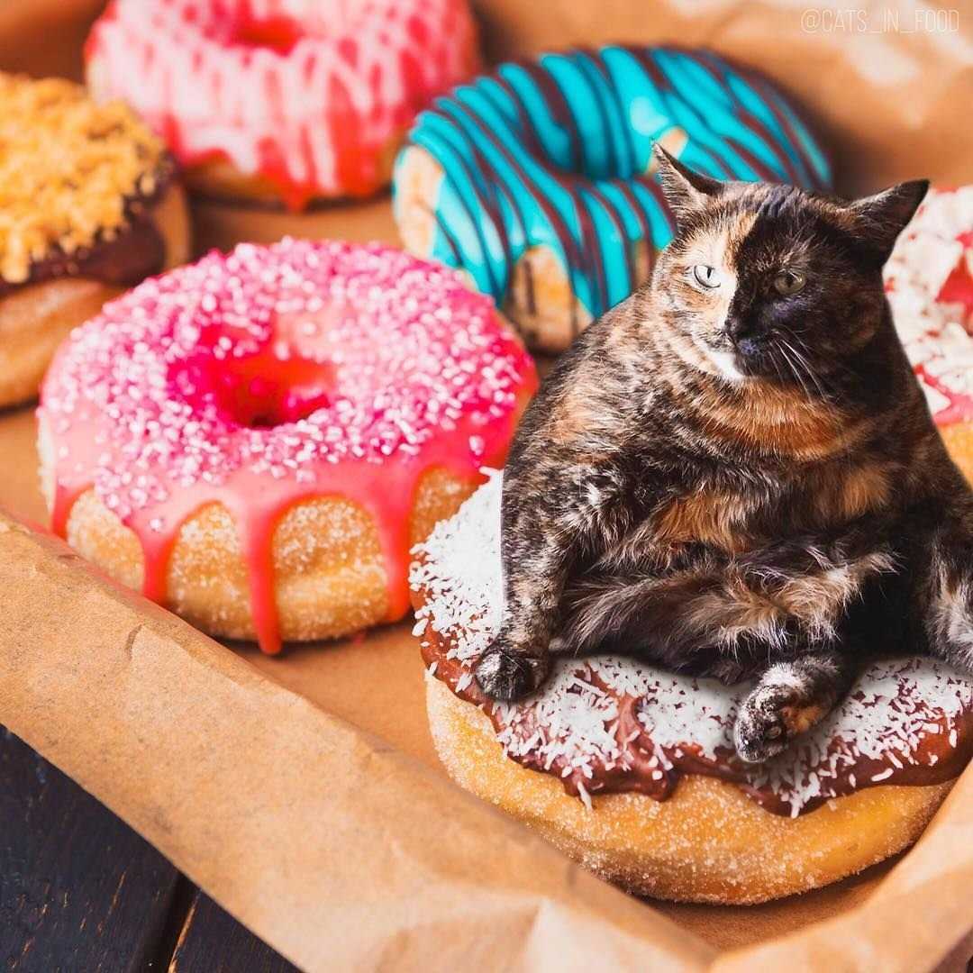 Как организовать натуральное питание для кошки: домашние рецепты корма