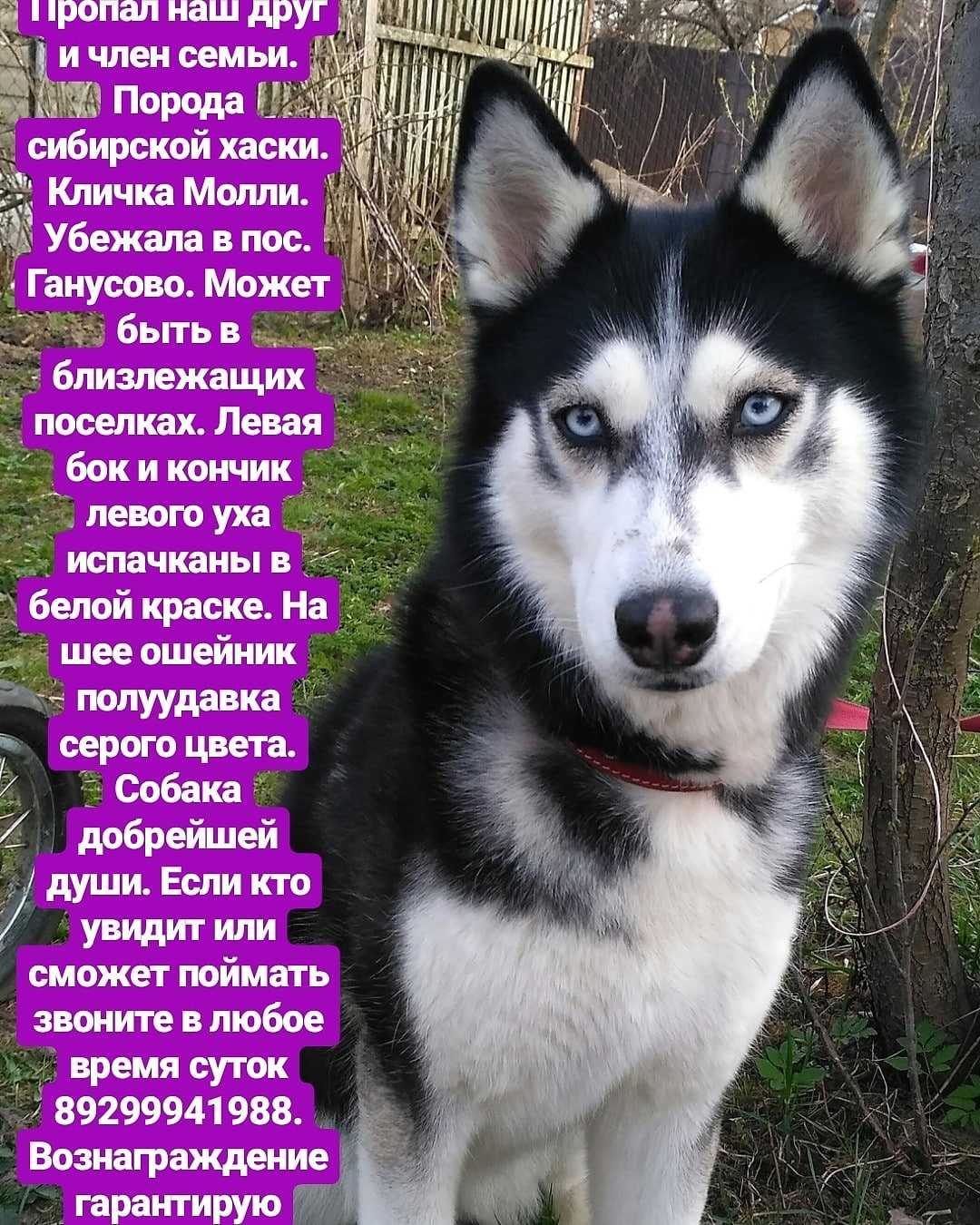 Как правильно назвать щенка по родословной — особенности присвоения кличек породистым собакам