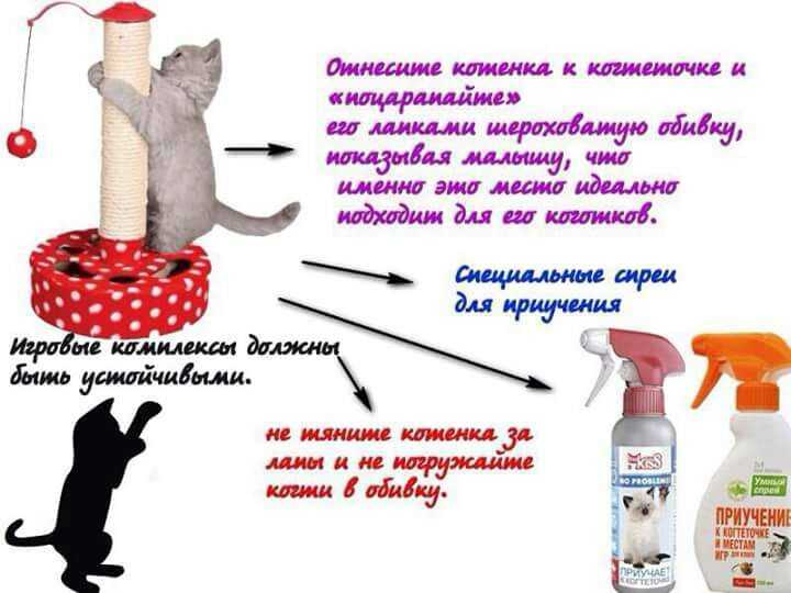 Подобрали котенка с улицы: первые действия без резких движений. когда и зачем нести найденыша к ветеринару, с каких процедур начать, а какие лучше отложить