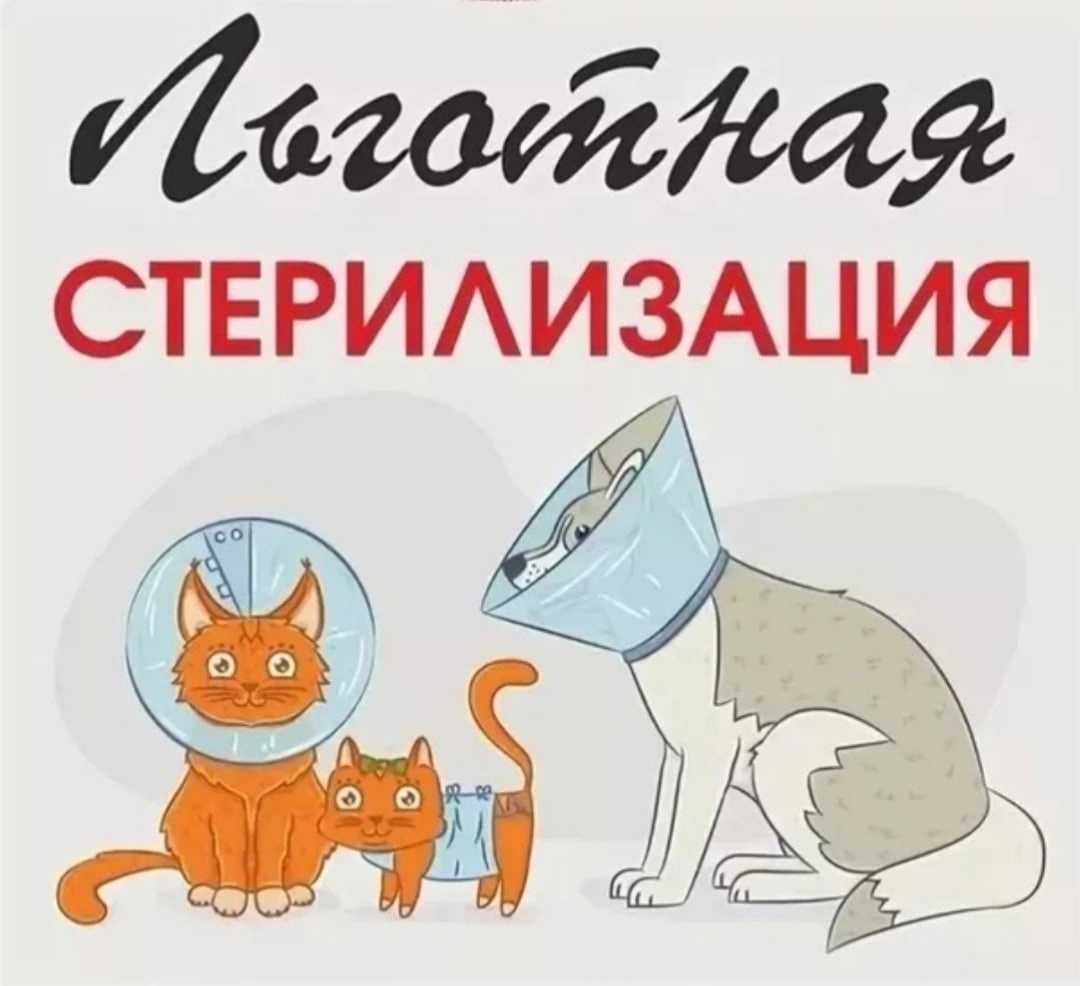Когда и как проводить стерилизацию кошки после родов – рекомендации и советы