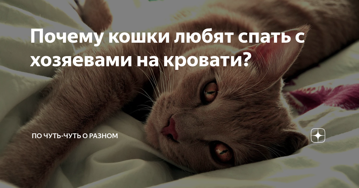 Почему кот спит на человеке: что означают его позы и выбранное место. | в тренде