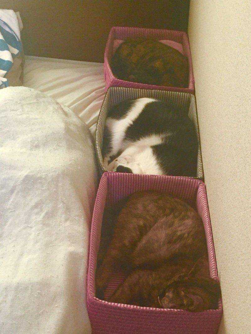 Кошка орёт без причины по ночам: что делать, не даёт спать?