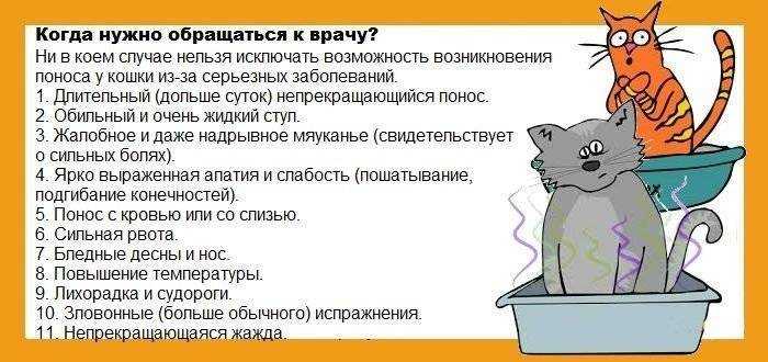 Рвота у кошки