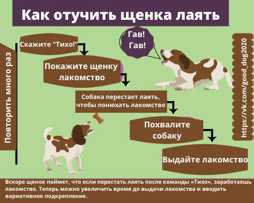 Собака метит территорию в квартире: что делать, чем обработать углы, средства для отучения