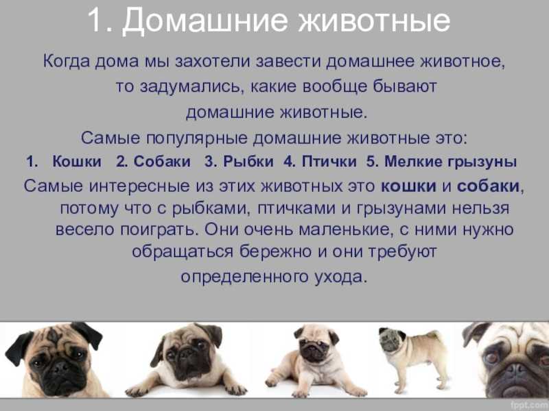 Причины, по которым люди заводят кошку | блог ветклиники "беланта"