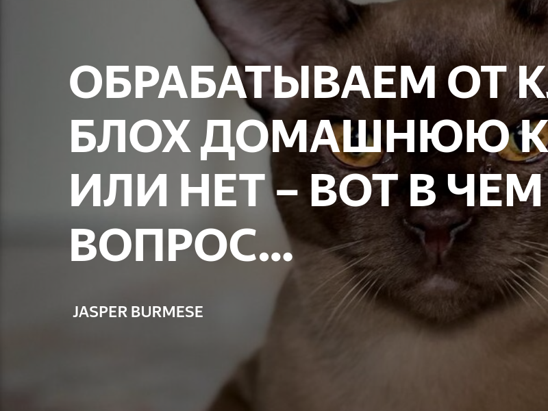 Заболевания печени у кошки: симптомы и лечение 8 распространенных болезней, прогнозы, профилактика