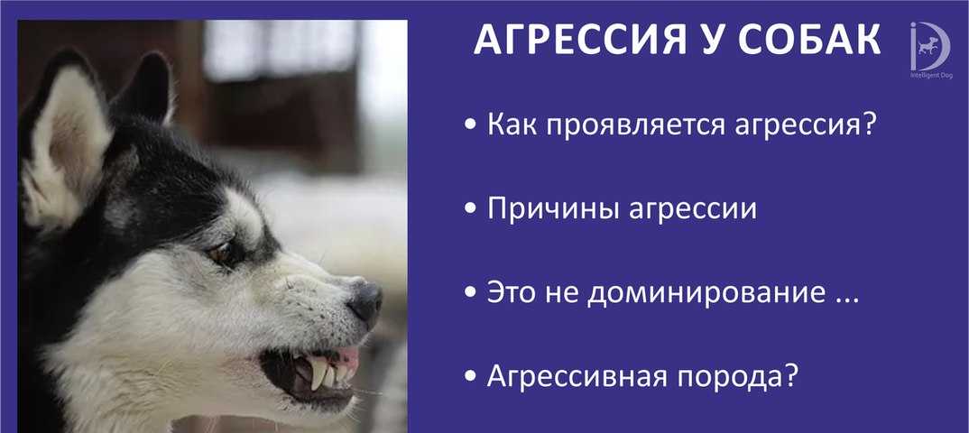 Агрессия к членам семьи. дрессировка для начинающих