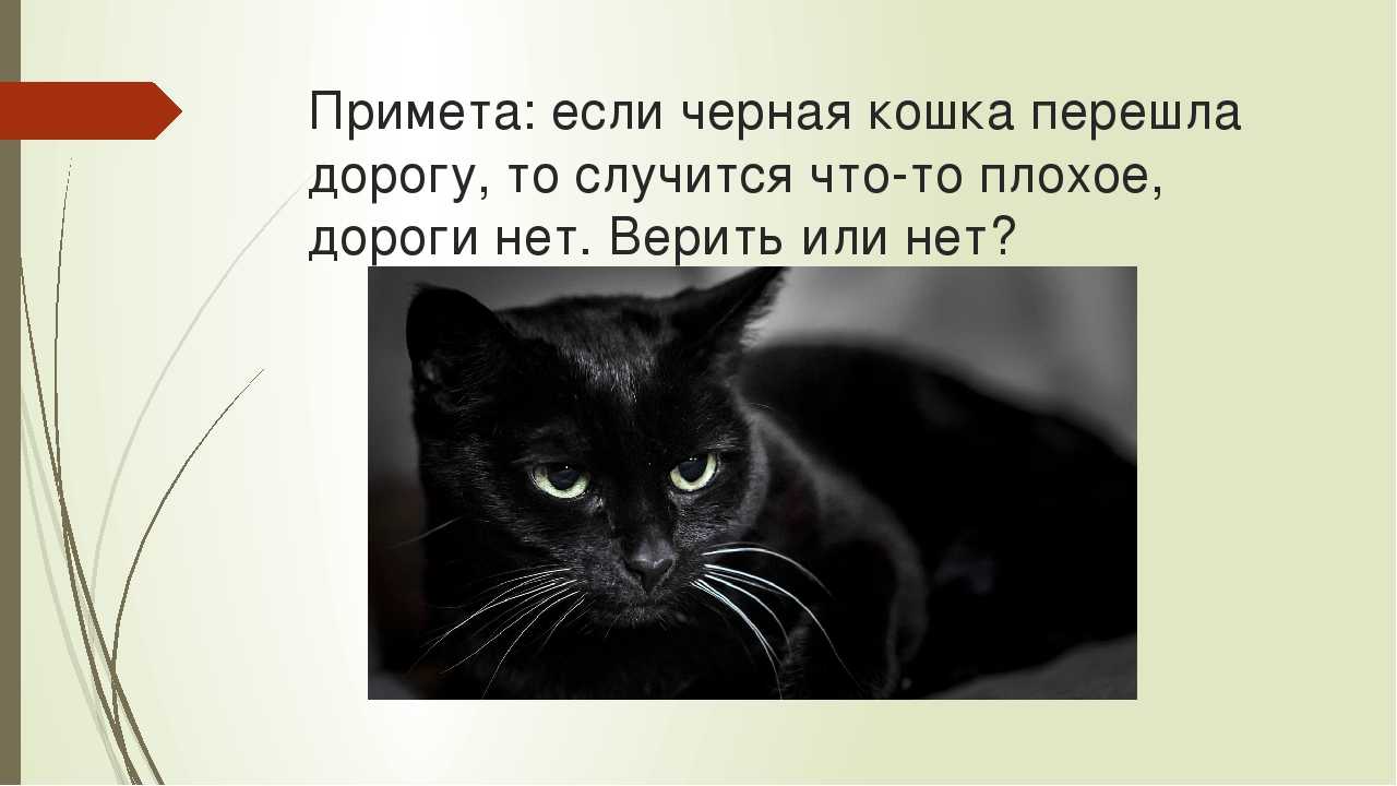 Черная кошка: приметы и суеверия. если черная кошка в доме, перебежала дорогу, приблудилась — к чему это? народные приметы про черную кошку
